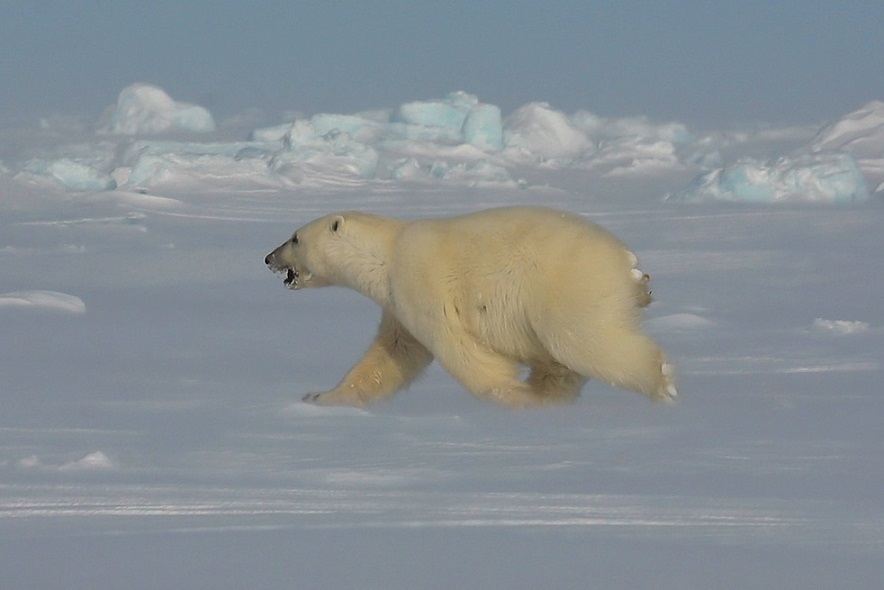 There was a lot Polar Bear activity in the area that day, it was taunting and very scary time!