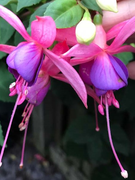 Fuchsia Jollies Belford