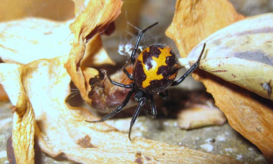 False-widow-spider-Steatoda-paykulliana-France