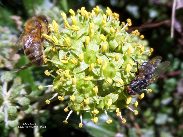 Ivy flower with fly and Honey bee in France