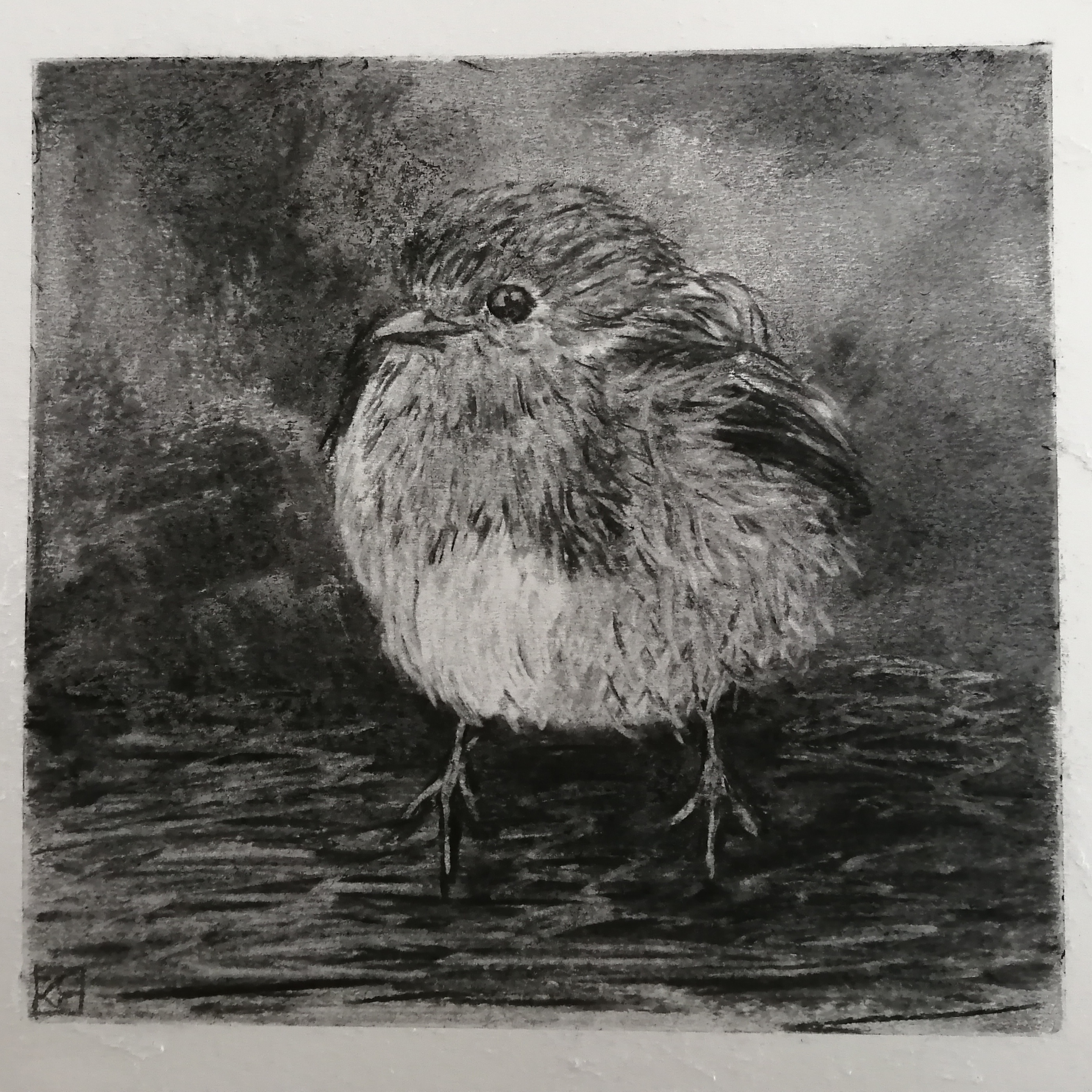 Day 50.  Cold Robin