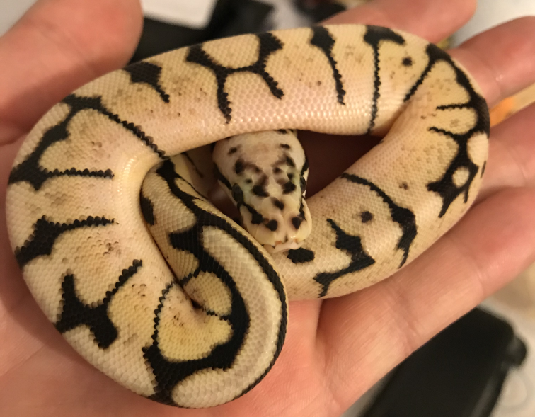 Bumblebee Royal Python