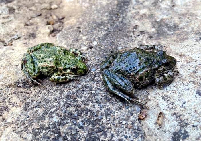 Parsley frogs in France