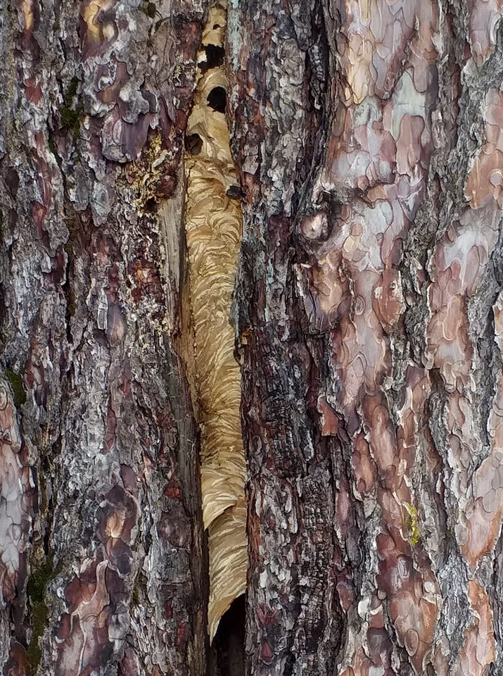 Hornet nest in hollow tree France