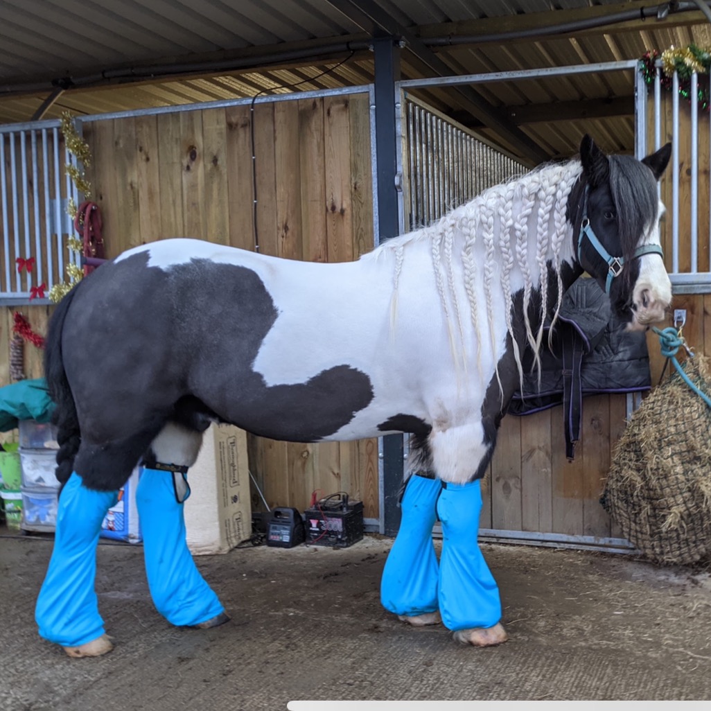 Trophy Tails Equine Injury Boots