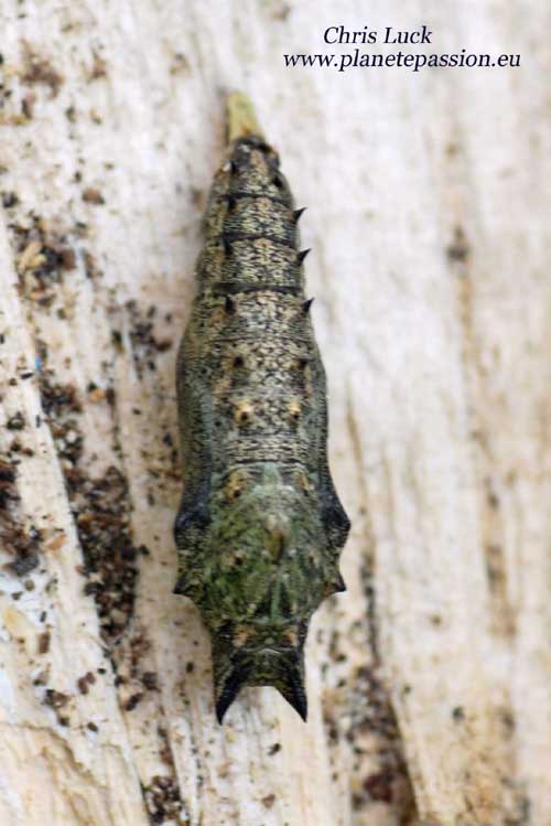 Peacock butterfly pupa or chrysalis, France