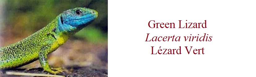Lézard Vert,  Lacerta viridis, Green Lizard, in France
