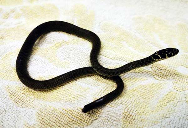 Juvenile western whip snake tail bitten off by cat in France