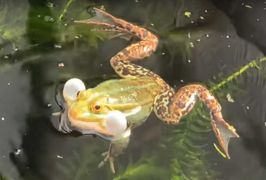 Grenouille de lessona or Pool frog France