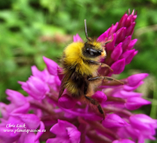 Early nesting bumble bee on Pyramid orchid.in France