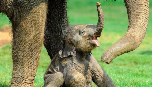 Patrick Leddin: - Hey Leaders, Don't Ignore the Baby Elephants