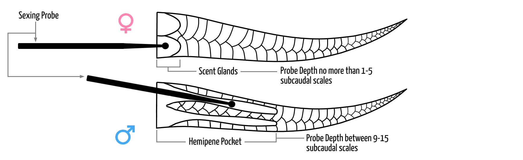 Probing diagram