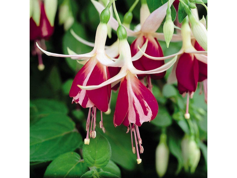 Fuchsia Frosted Flame