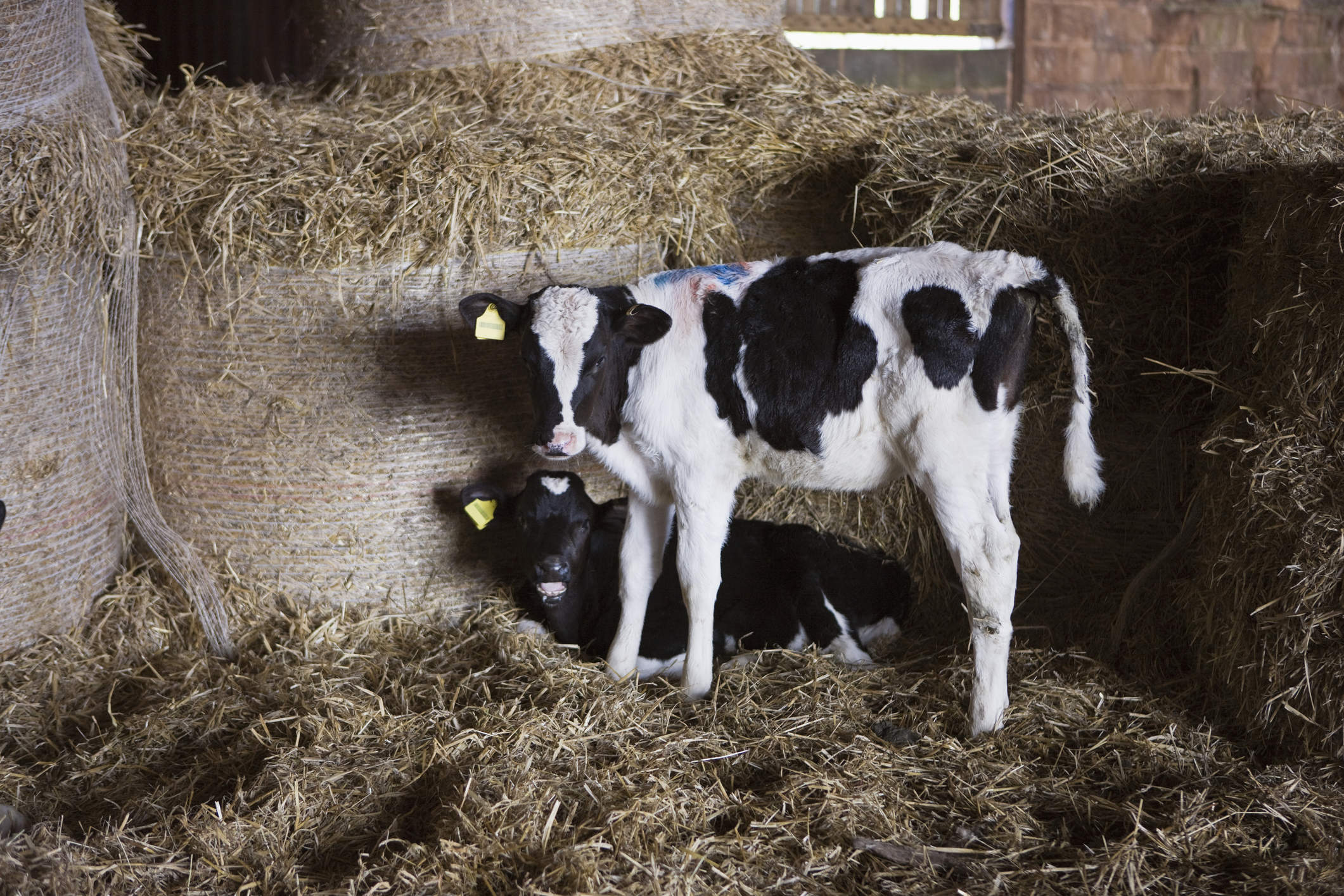 Two dairy calves in a barn with straw.