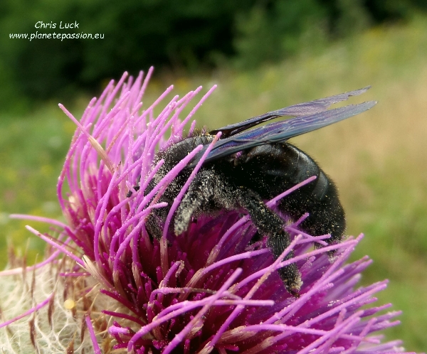 Carpenter bee Xylocopa violacea on Wooly thistle France