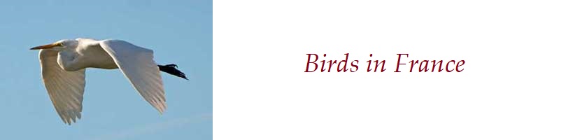 About bird life in France