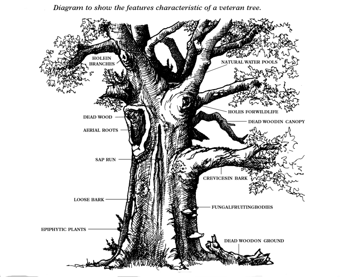 Diagram veteran tree France