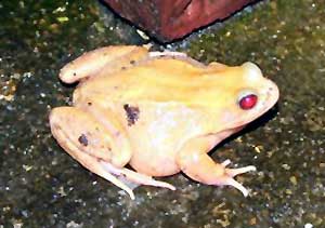 Common frog lacking pigmentation