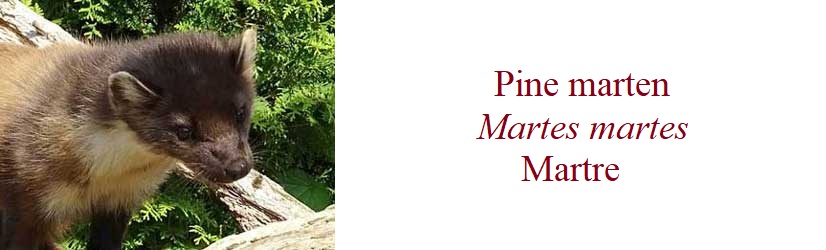 Pine marten, Martes martes, Martre in France