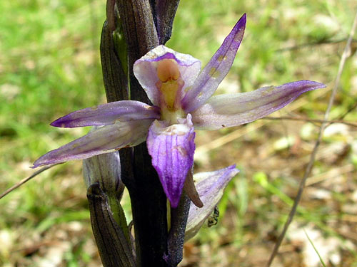Violet bird's nest orchid  Limodorum abortivum France
