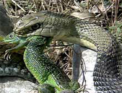 Adult Montpellier snake France