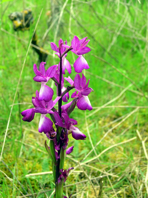 Loose Flowered Orchid  Anacamptis laxiflora in France