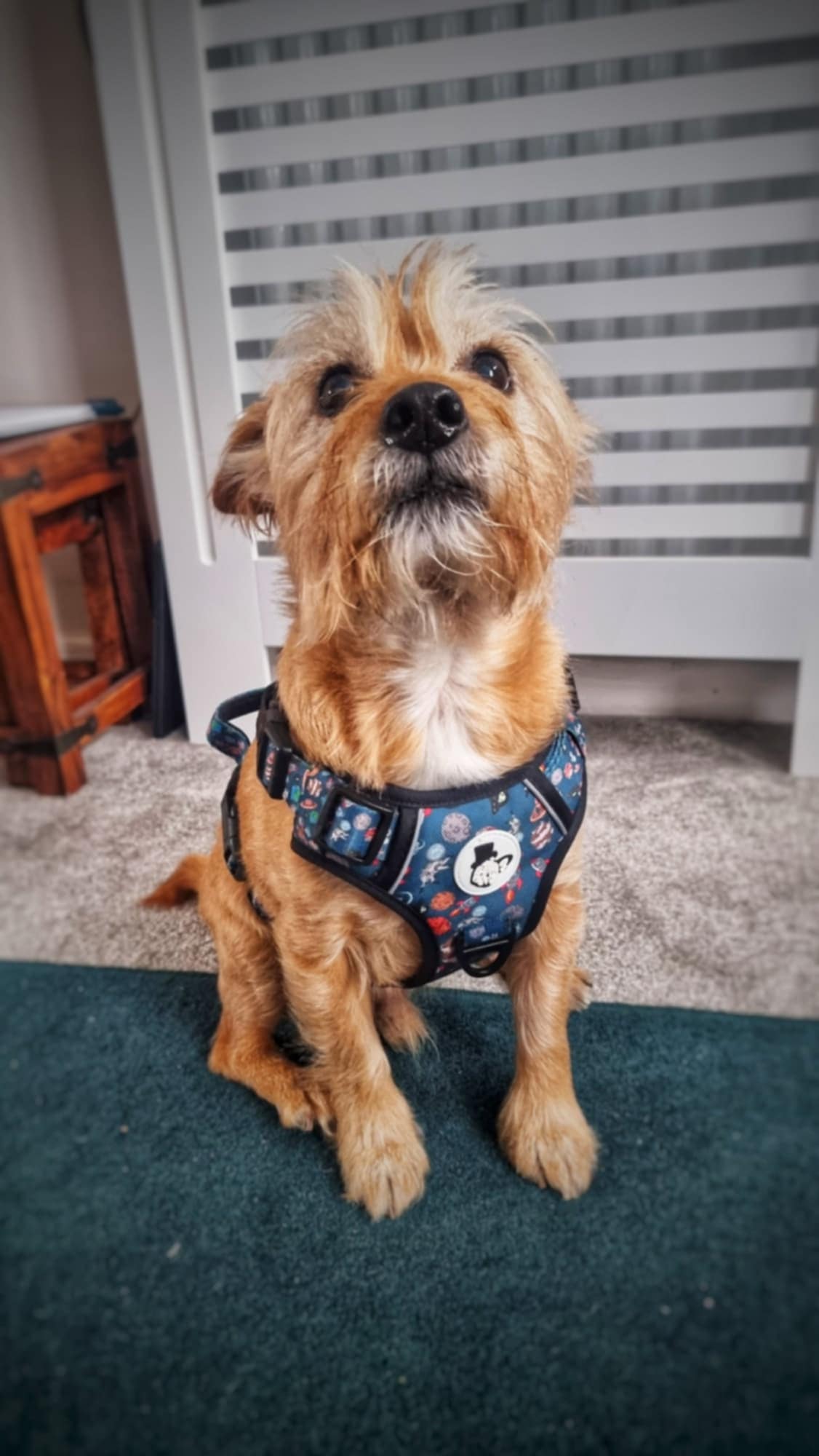 Wearing our 'out if this world' harness