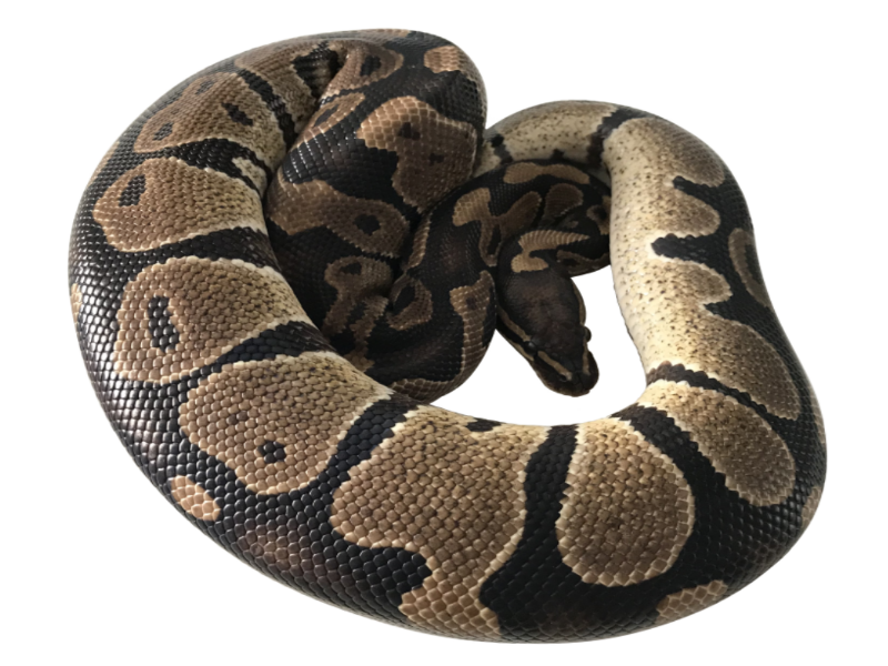 Normal Royal Python (Wild Type)