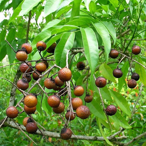 Soap-nuts growing on a tree