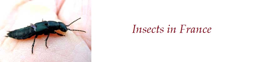About insects in France