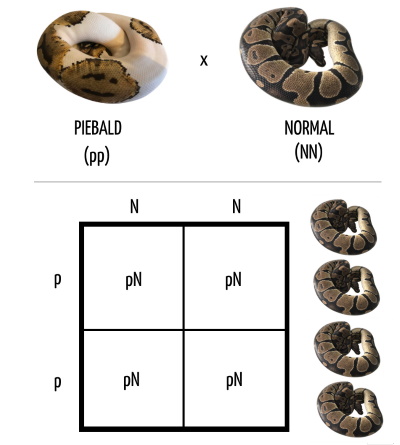 Piebald x Normal pairing Punnett square