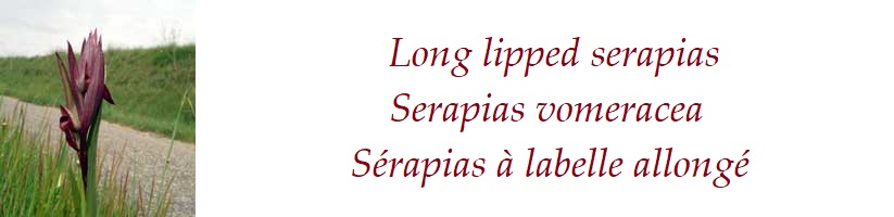 Long lipped serapias  Serapias vomeracea  Sérapias à labelle allongé France