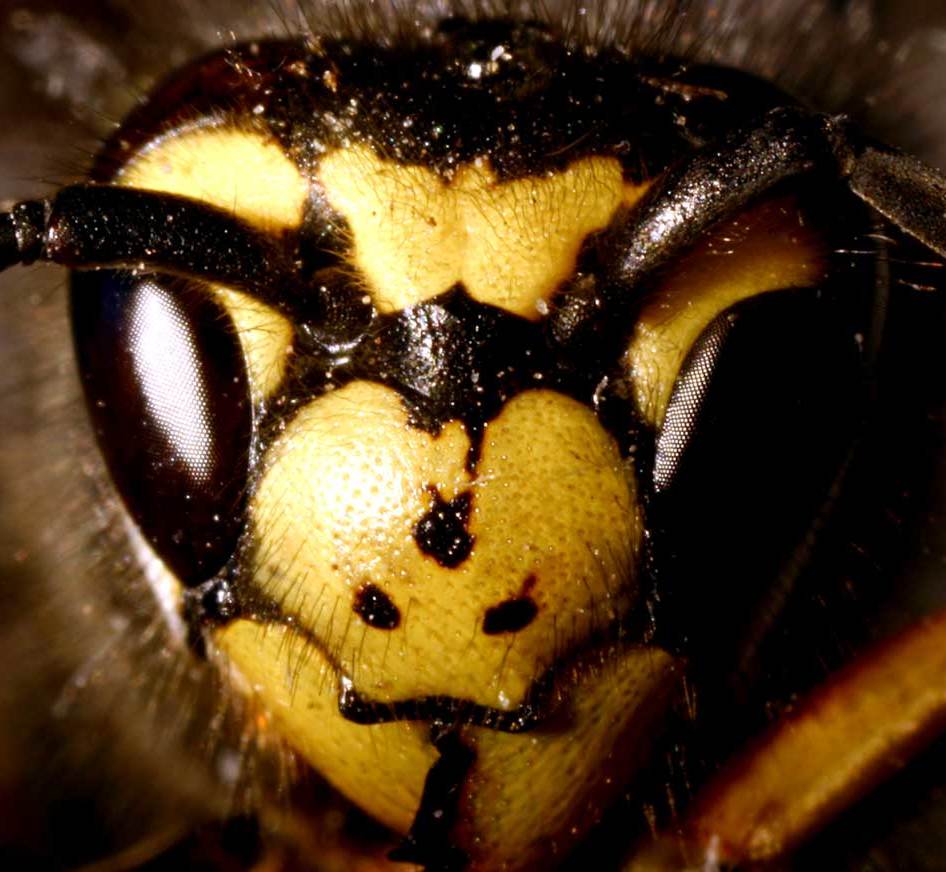 European wasp face