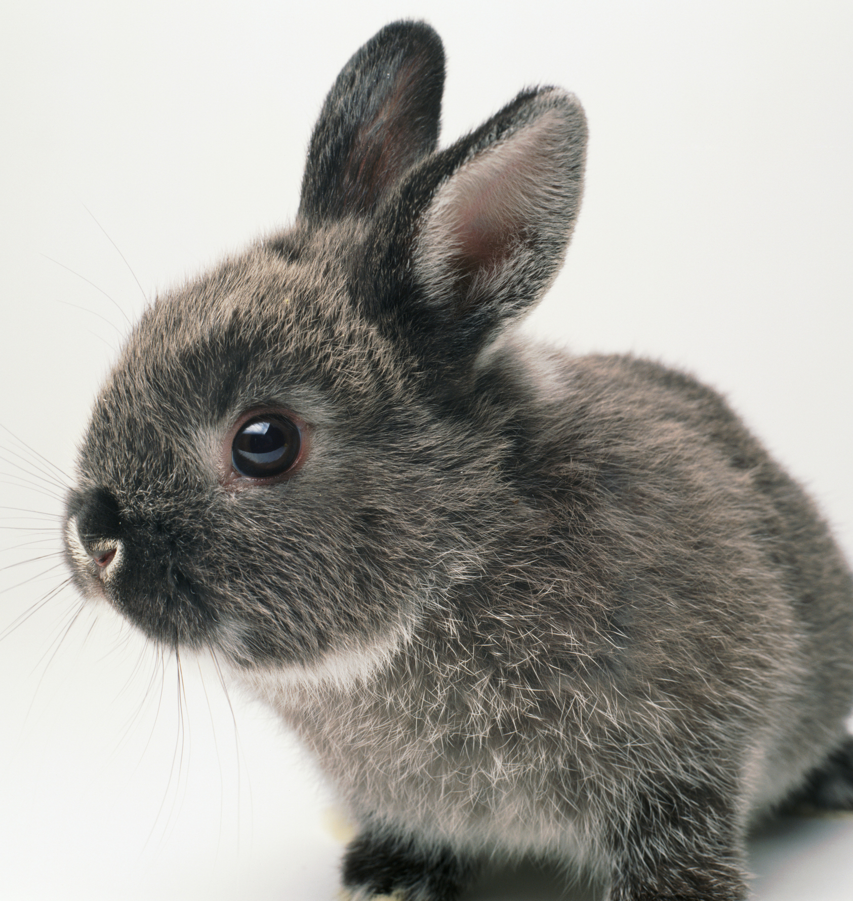 Rabbit is grey