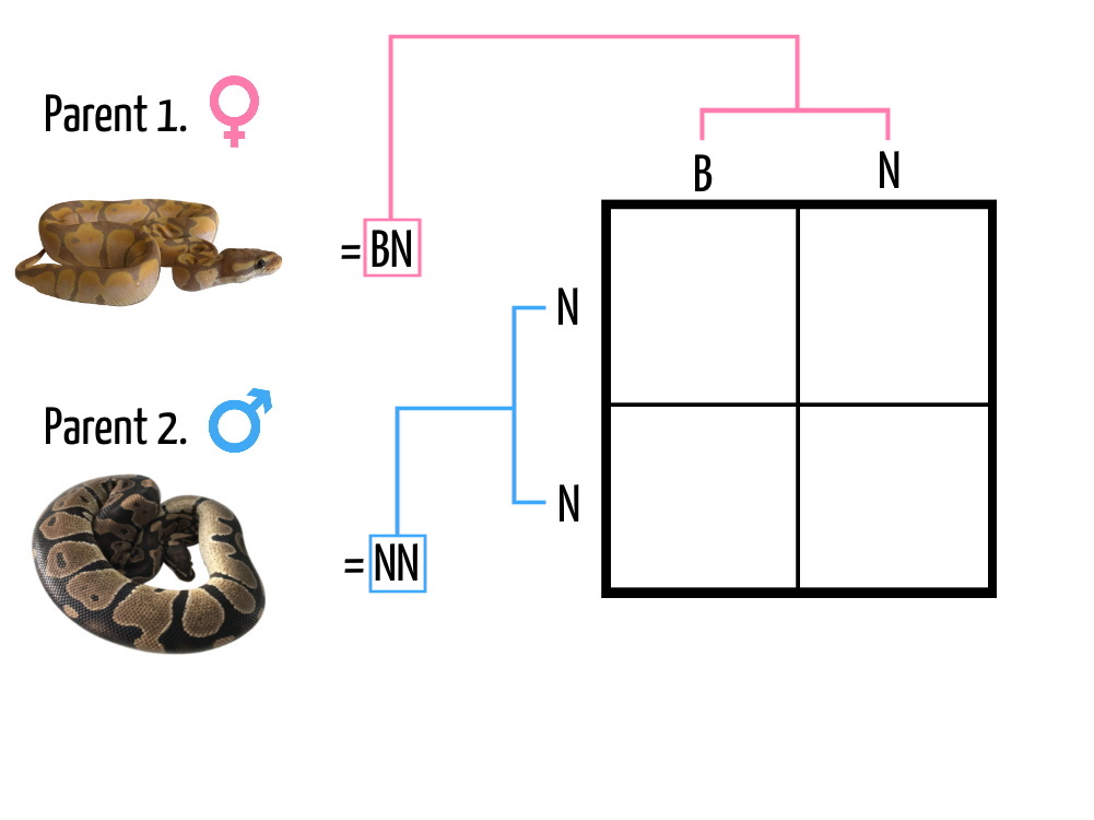 Punnett Square 2