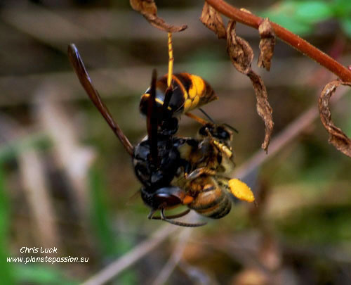Asian Hornet killing honey bee, France