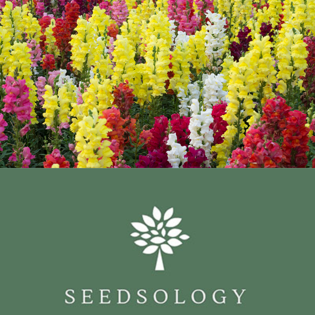 Antirrhinum - Rainbow Mix- Snapdragon Flower Seeds