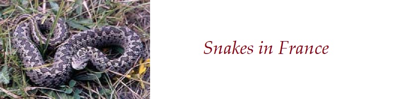 About-the-Snakes-in-France