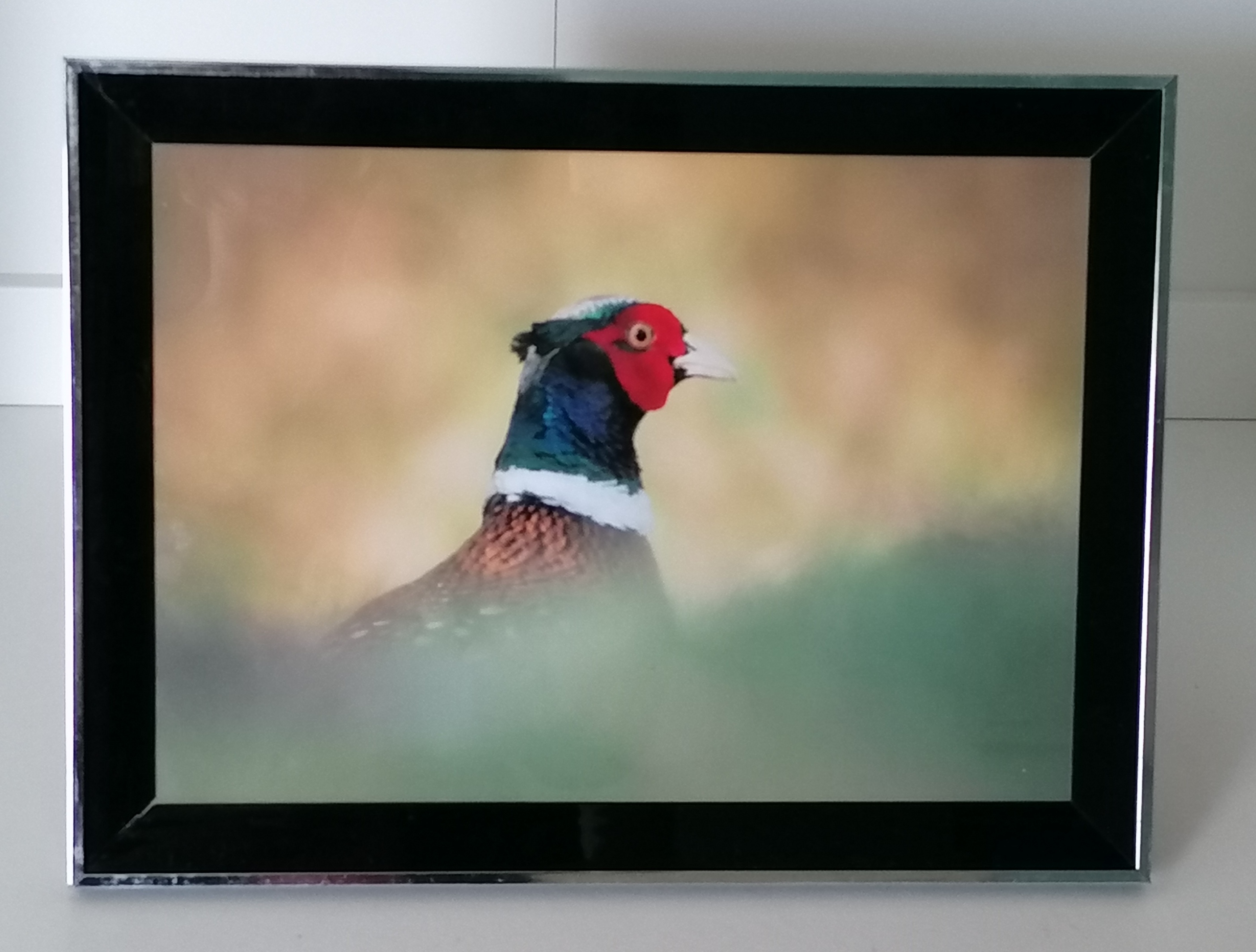 Pheasant framed photo