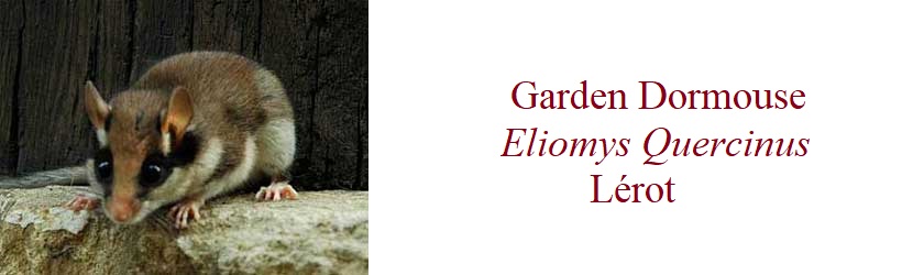 Garden Dormouse, Eliomys Quercinus, Lérot in France