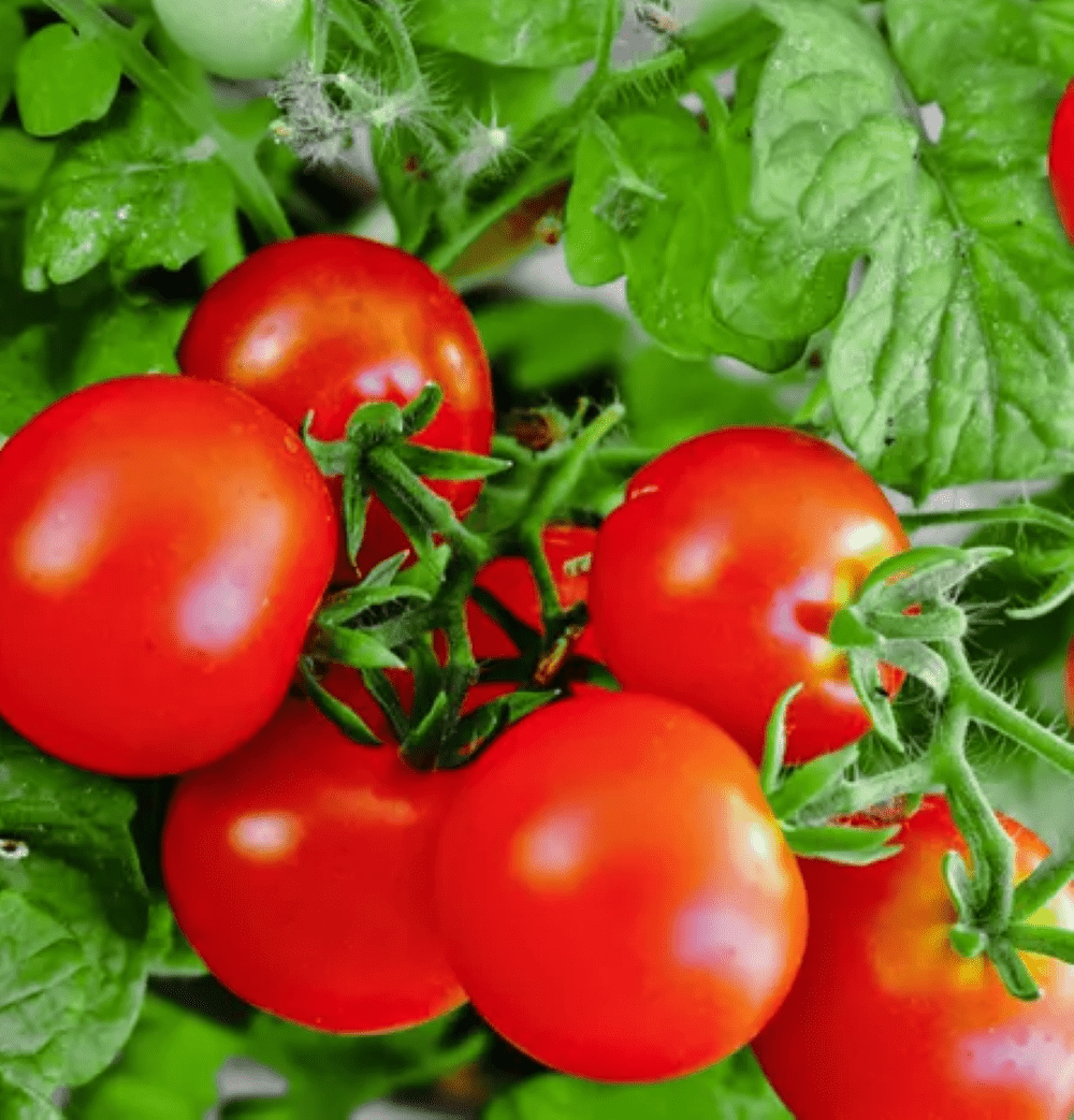 Vine tomatoes easy to grow on a window ledge