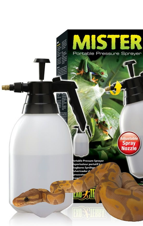 Misting bottle with Banana Royal Python