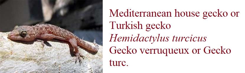 Mediterranean house gecko or Turkish gecko (Hemidactylus turcicus) Gecko verruqueux or Gecko turc.in France