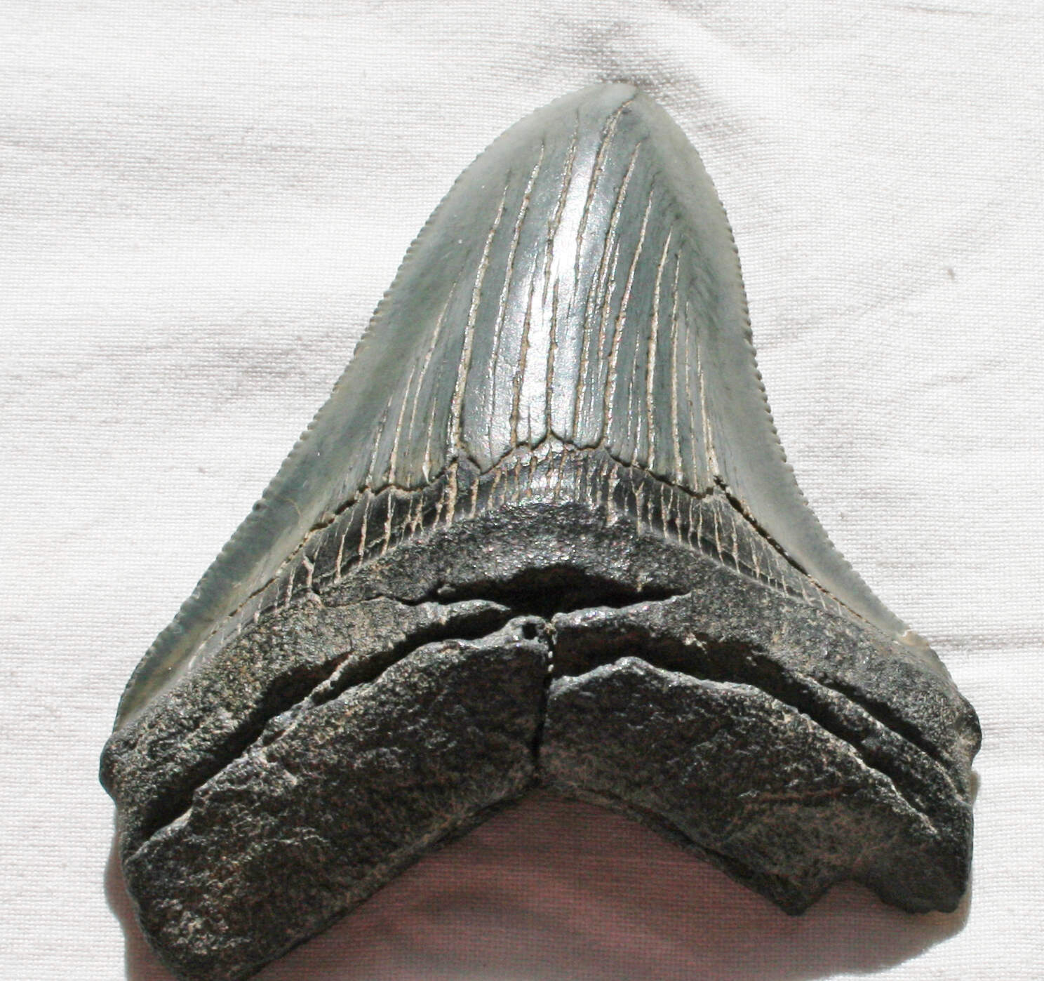 Carcharodon Megalodon tooth