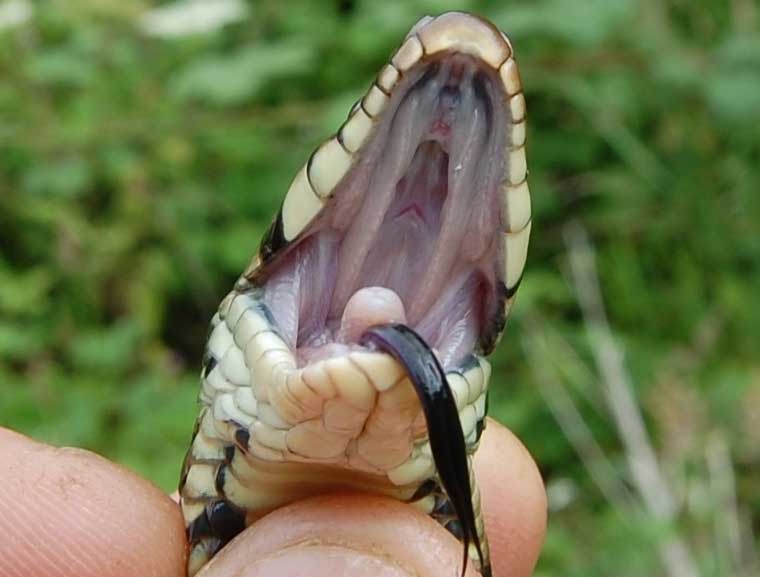 Grass snake mouth showing "teeth" France
