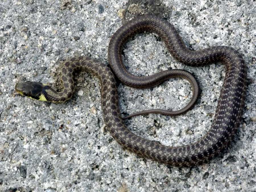 All about the Grass snakes in France