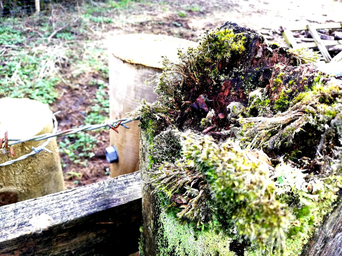 Replacing a fence but keeping the old lichen covered one