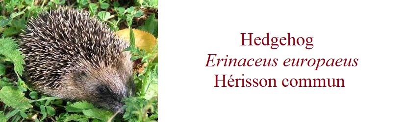 Hedgehog,  Erinaceus europaeus,  Hérisson commun, in France