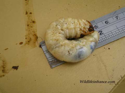 Stag beetle larva France