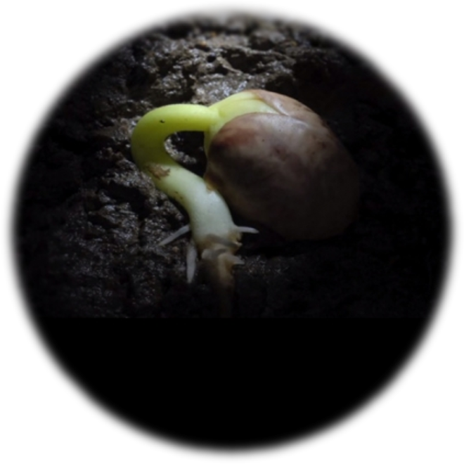 Sprouting seedpng